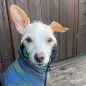 Mischling Saar, 10/2023, ca. 30 cm, 84424 Isen