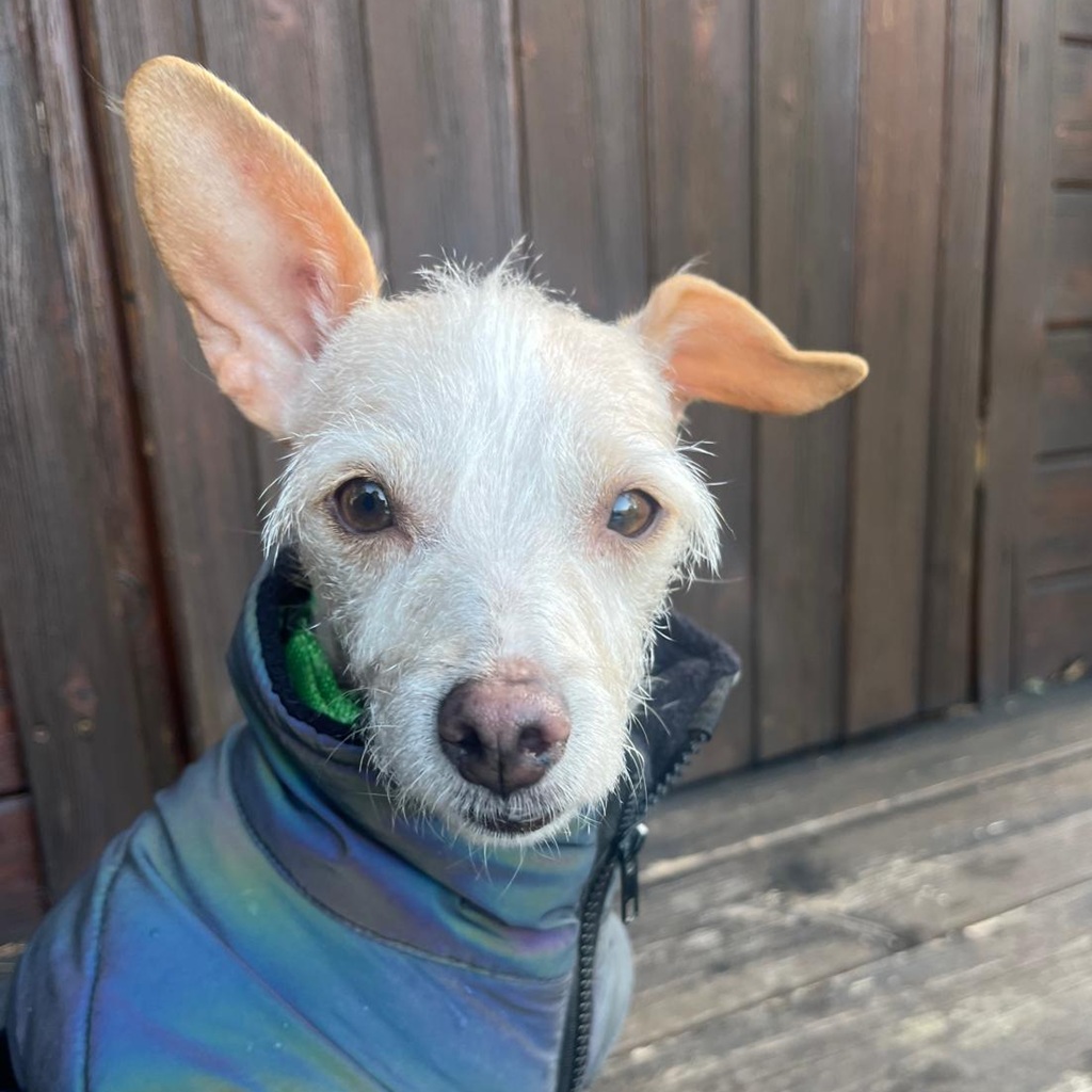 Mischling Saar, 10/2023, ca. 30 cm, 84424 Isen