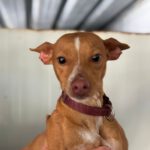 Podenco Shanti, 03/2025, Endgröße ca. 40 cm