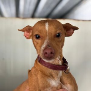 Podenco Shanti, 03/2025, Endgröße ca. 40 cm