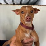 Podenco Shanti, 03/2025, Endgröße ca. 40 cm