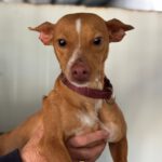 Podenco Shanti, 03/2025, Endgröße ca. 40 cm