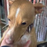 Podenco Shanti, 03/2025, Endgröße ca. 40 cm