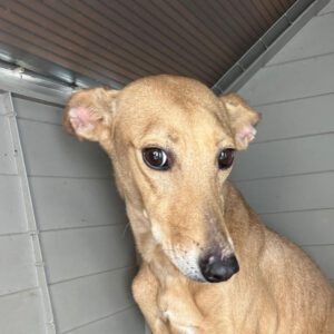 Podenco Shiloh, 11/2021, ca. 45 cm