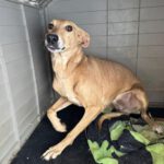 Podenco Shiloh, 11/2021, ca. 45 cm