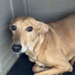 Podenco Shiloh, 11/2021, ca. 45 cm