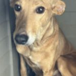 Podenco Shiloh, 11/2021, ca. 45 cm