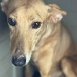 Podenco Shiloh, 11/2021, ca. 45 cm