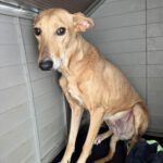 Podenco Shiloh, 11/2021, ca. 45 cm