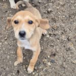 Mischling Sita, 08/2025, Endgröße: 40-48cm