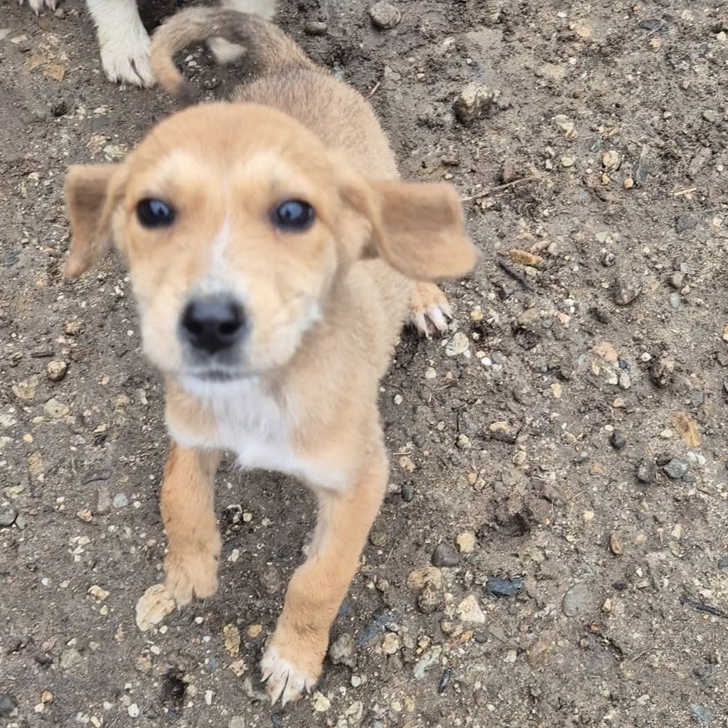 Mischling Sita, 08/2025, Endgröße: 40-48cm