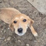 Mischling Sita, 08/2025, Endgröße: 40-48cm