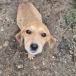 Mischling Sita, 08/2025, Endgröße: 40-48cm