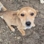 Mischling Sita, 08/2025, Endgröße: 40-48cm