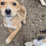 Mischling Sita, 08/2025, Endgröße: 40-48cm