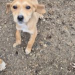 Mischling Sita, 08/2025, Endgröße: 40-48cm