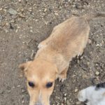 Mischling Sita, 08/2025, Endgröße: 40-48cm