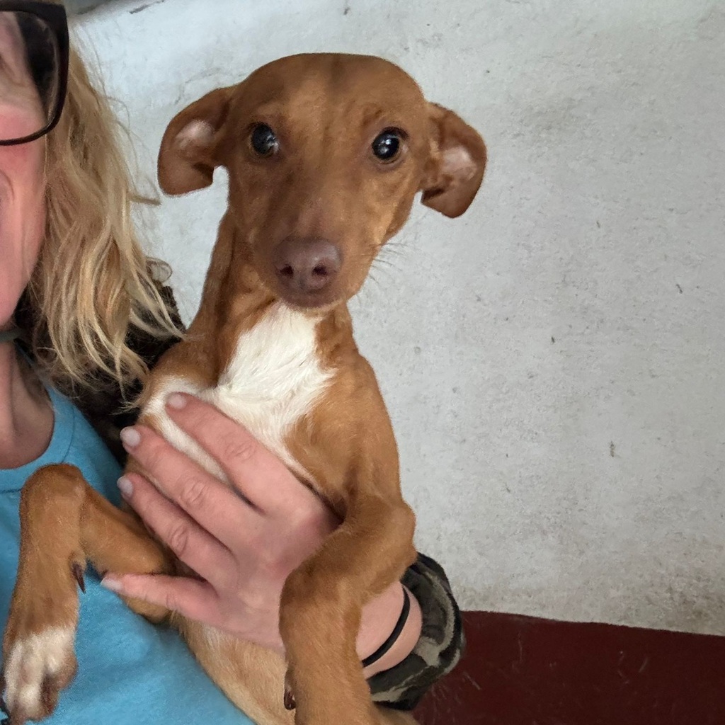 Podenco Solace, 03/2025, Endgröße ca. 40 cm