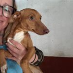 Podenco Solace, 03/2025, Endgröße ca. 40 cm