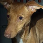 Podenco Solace, 03/2025, Endgröße ca. 40 cm