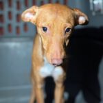 Podenco Solace, 03/2025, Endgröße ca. 40 cm