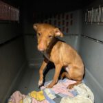 Podenco Solace, 03/2025, Endgröße ca. 40 cm