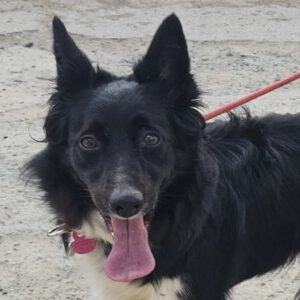 Border Collie Tana, 11/2020, ca. 48 cm