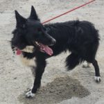 Border Collie Tana, 11/2020, ca. 48 cm
