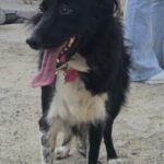 Border Collie Tana, 11/2020, ca. 48 cm