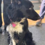 Border Collie Tana, 11/2020, ca. 48 cm