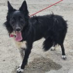 Border Collie Tana, 11/2020, ca. 48 cm