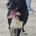 Border Collie Tana, 11/2020, ca. 48 cm
