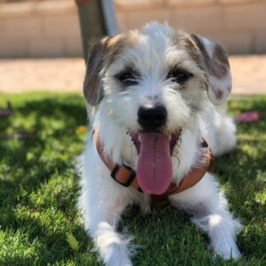 Jack Russel Terrier – Bodeguero - Mischling Toba, 01/2025, Ca. 48 cm