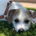 Jack Russel Terrier – Bodeguero – Mischling Toba, 01/2025, Ca. 48 cm