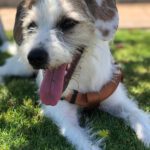 Jack Russel Terrier – Bodeguero – Mischling Toba, 01/2025, Ca. 48 cm