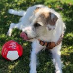 Jack Russel Terrier – Bodeguero – Mischling Toba, 01/2025, Ca. 48 cm