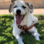 Jack Russel Terrier – Bodeguero – Mischling Toba, 01/2025, Ca. 48 cm