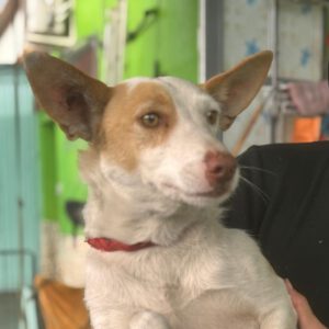 Podenco Vivienne, 11/2024, ca. 40 cm