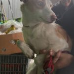 Podenco Vivienne, 11/2024, ca. 40 cm