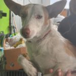 Podenco Vivienne, 11/2024, ca. 40 cm