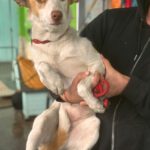 Podenco Vivienne, 11/2024, ca. 40 cm