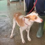 Podenco Vivienne, 11/2024, ca. 40 cm