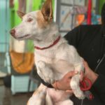 Podenco Vivienne, 11/2024, ca. 40 cm