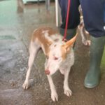 Podenco Vivienne, 11/2024, ca. 40 cm