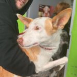 Podenco Vivienne, 11/2024, ca. 40 cm