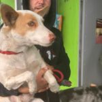 Podenco Vivienne, 11/2024, ca. 40 cm