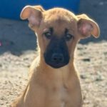 Malinois-Podenco-Mischling Ymir, 08/2025, Endgröße ca. 50-55 cm