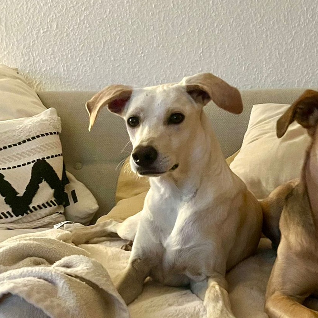 Podenco Zoe, 10/2024, Endgröße ca. 43 cm, 50937 Köln