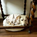 Podenco Zoe, 10/2024, Endgröße ca. 43 cm, 50937 Köln