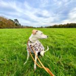 Podenco Zoe, 10/2024, Endgröße ca. 43 cm, 50937 Köln